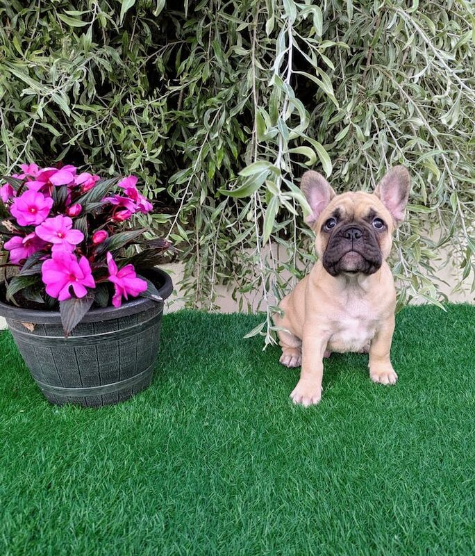 French Bulldog puppies for sale in Dungannon, County Tyrone – 9 weeks old