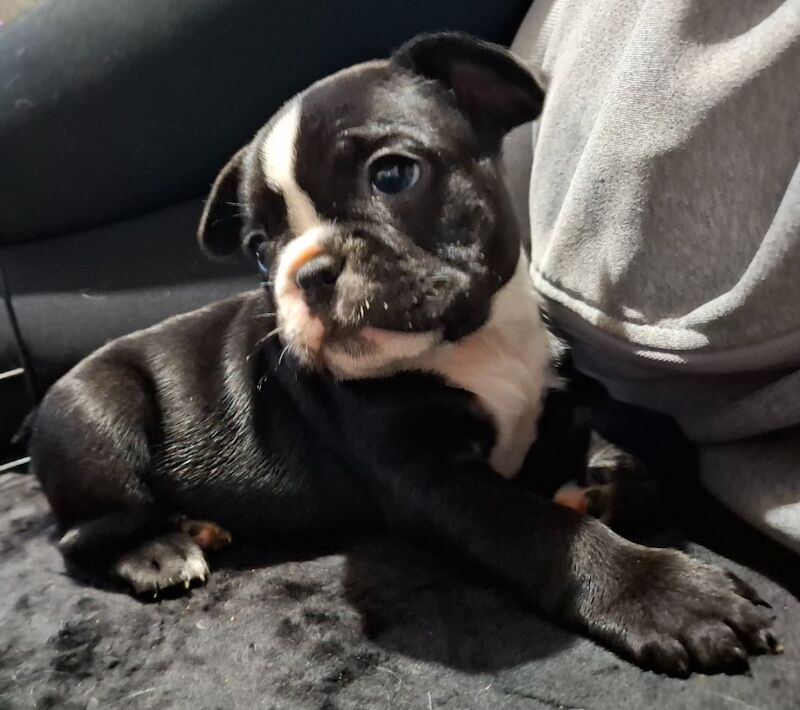 French Bulldog puppies for sale in Mortimer, Berkshire – 9 weeks old