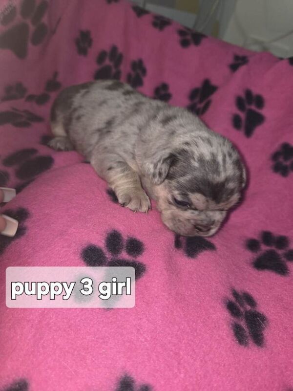 French Bulldog puppies for sale in Handsworth Wood, West Midlands – 2 weeks old - Image 4 of 5