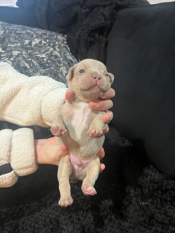 French Bulldog puppies for sale in Stockport, Greater Manchester – KC registered, 2 weeks old - Image 3 of 3