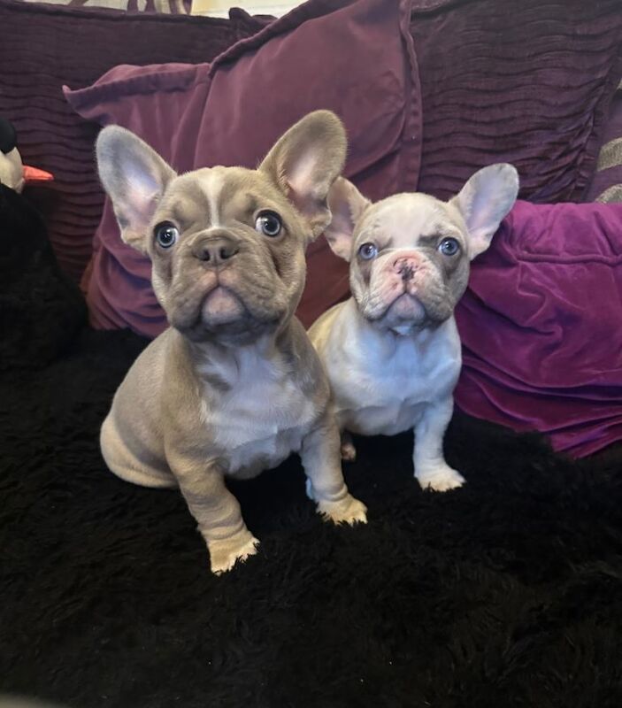 French Bulldog puppies for sale in Stoke-on-Trent, Staffordshire – 9 weeks old