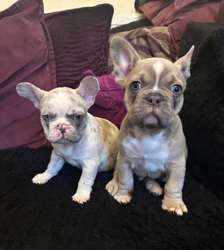 French Bulldog puppies for sale in Stoke-on-Trent, Staffordshire – 11 weeks old - Image 2 of 5