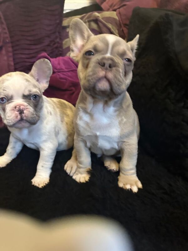 French Bulldog puppies for sale in Stoke-on-Trent, Staffordshire – 11 weeks old - Image 3 of 5