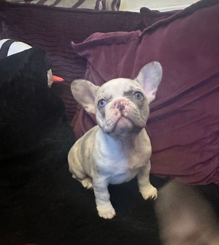 French Bulldog puppies for sale in Stoke-on-Trent, Staffordshire – 11 weeks old - Image 4 of 5