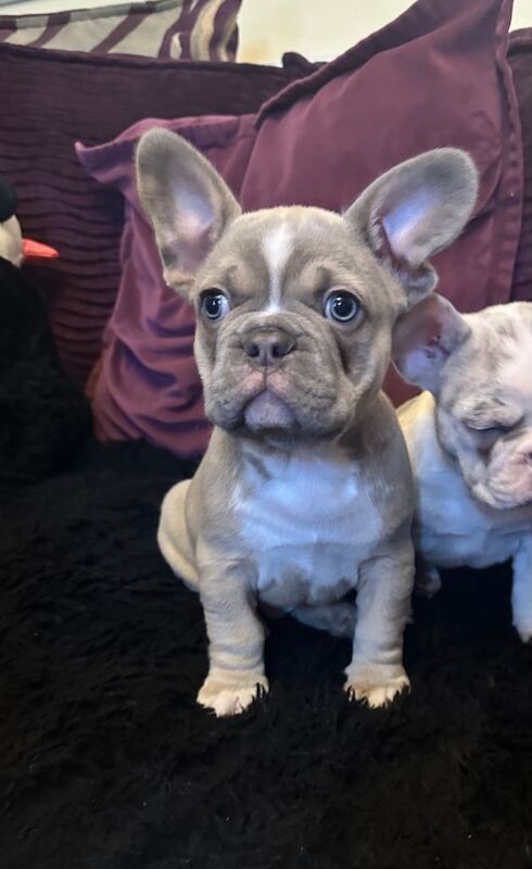 French Bulldog puppies for sale in Stoke-on-Trent, Staffordshire – 11 weeks old - Image 5 of 5