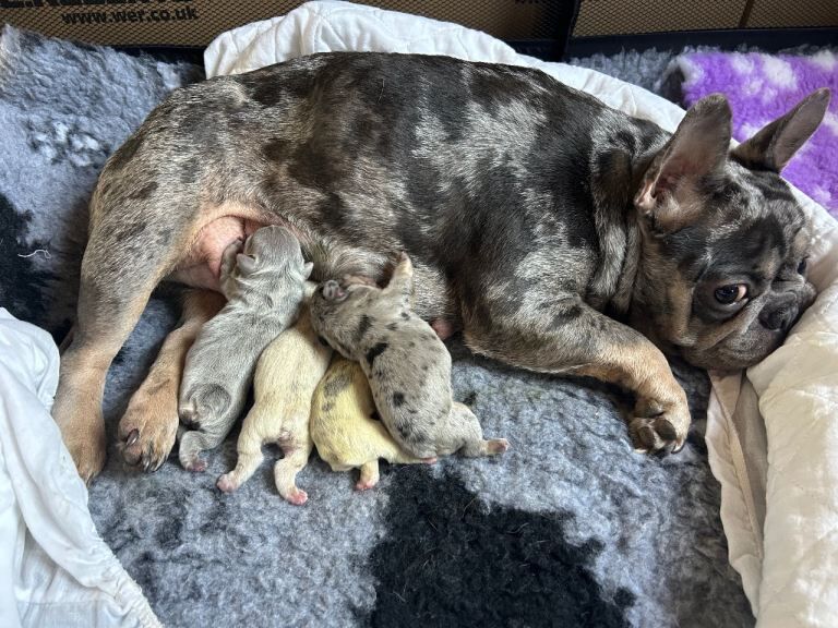 French Bulldog puppies for sale in Mevagissey, Cornwall – KC registered, 1 day old