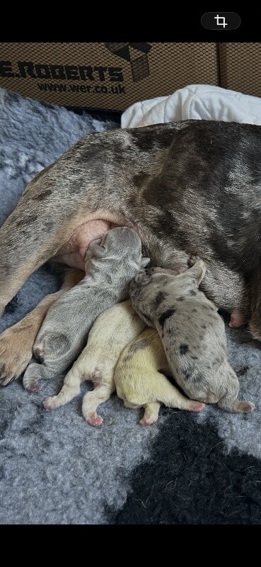 Frenchie Puppies - Image 2 of 4