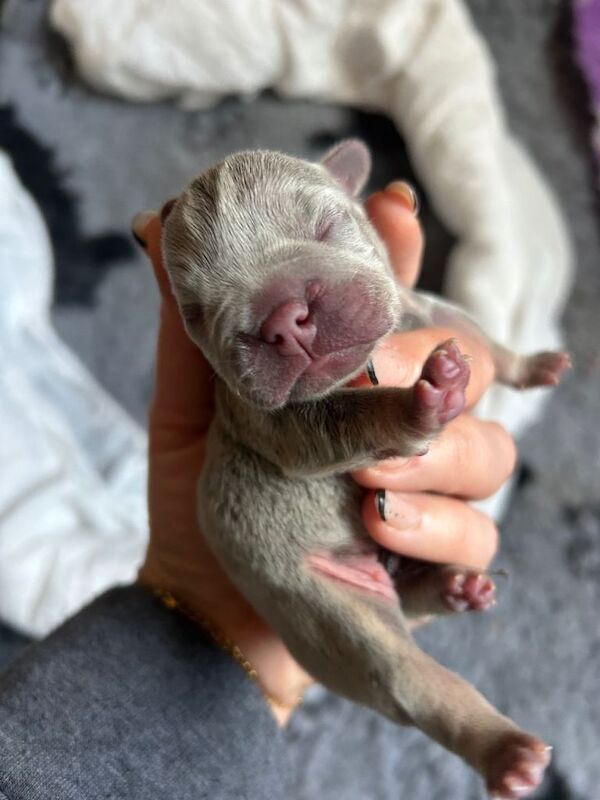 Frenchie Puppies - Image 3 of 4