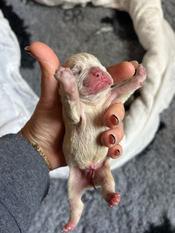 Frenchie Puppies - Image 4 of 4