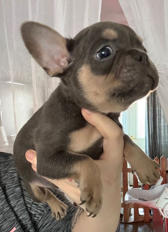 Frenchie Puppies For Sale
