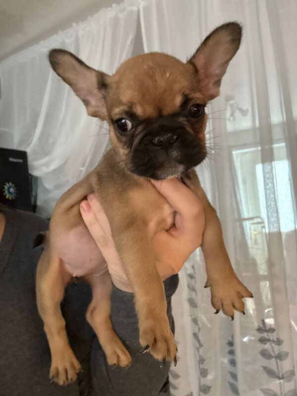 Frenchie puppies - Image 2 of 5