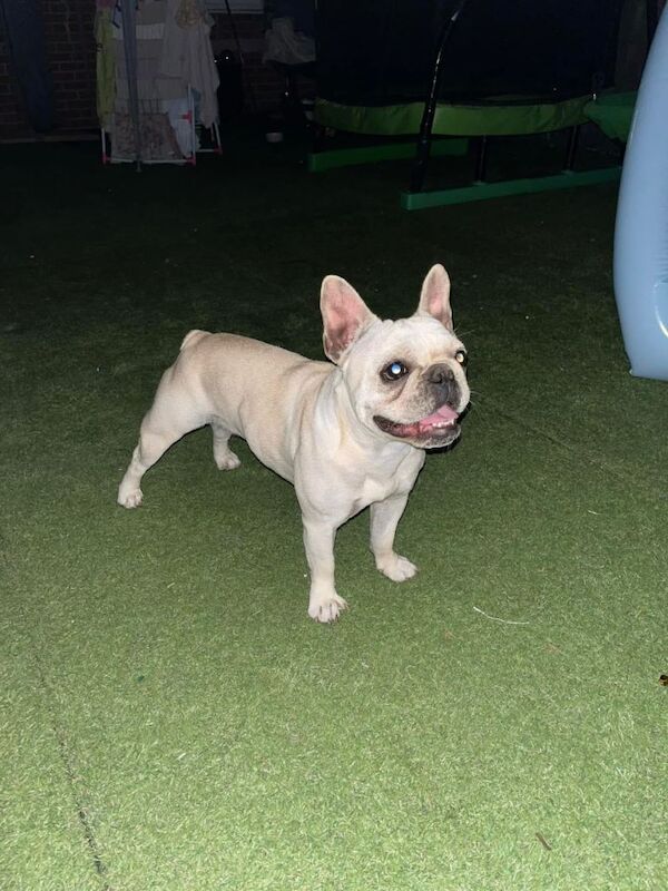 Frenchie puppies - Image 3 of 5