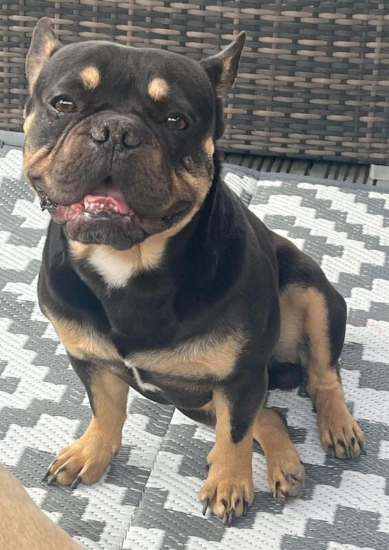 Frenchie puppies - Image 4 of 5