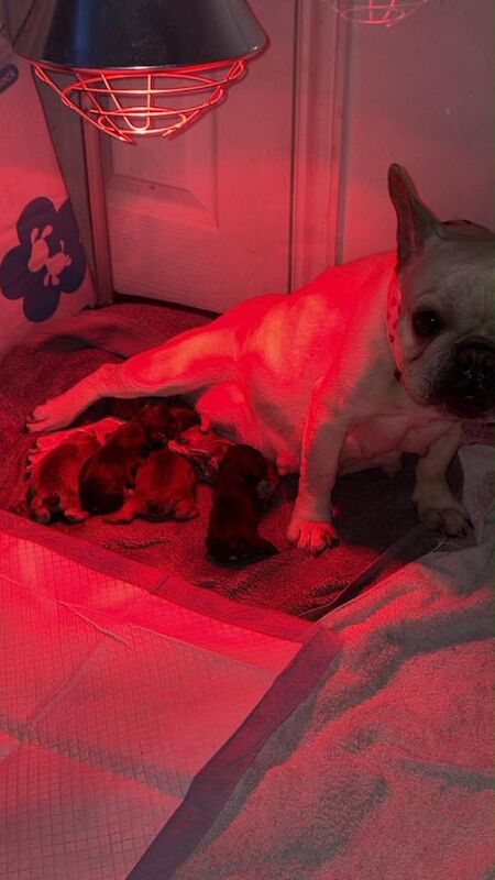 Frenchie puppies - Image 5 of 5