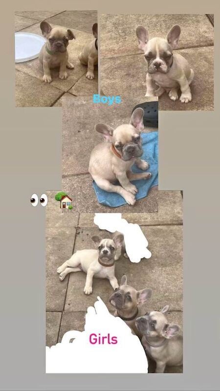 Frenchie puppies