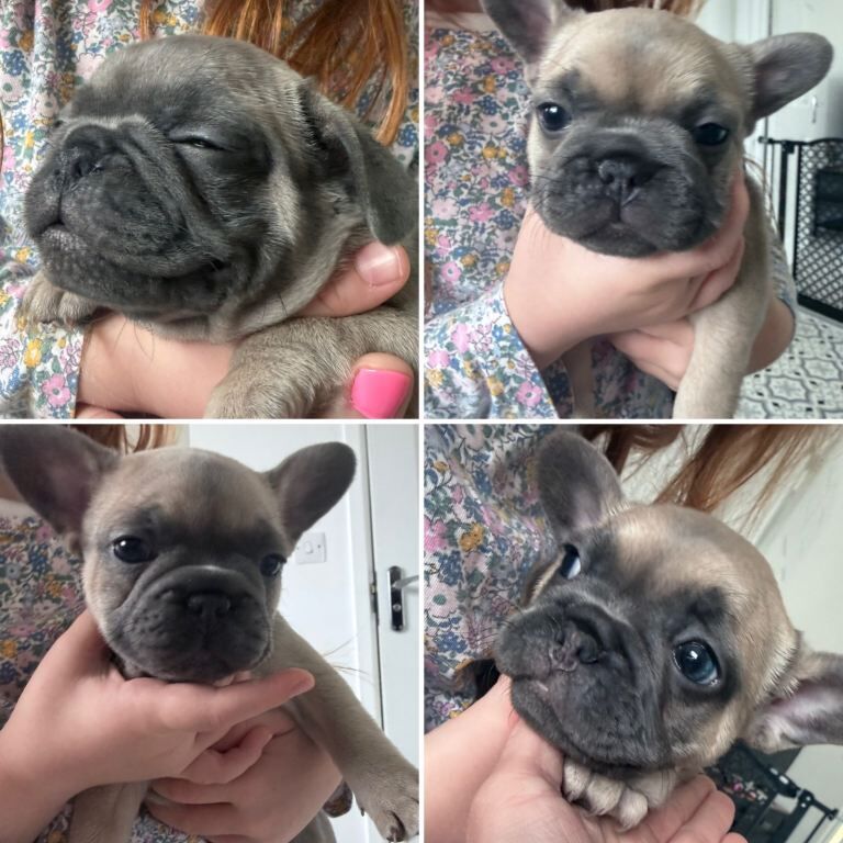 Frenchie puppies