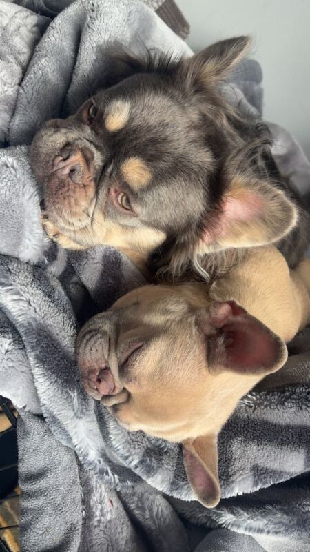 Frenchie Puppies Excellent Breed - Image 2 of 5