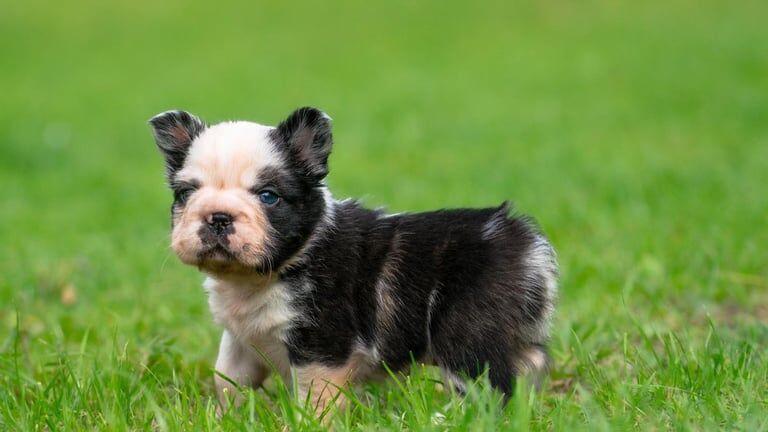 French Bulldog puppies for sale in Sandwell, West Midlands – KC registered, 6 weeks old