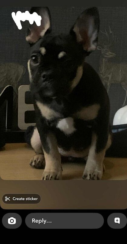 Frenchie puppy - Image 2 of 2