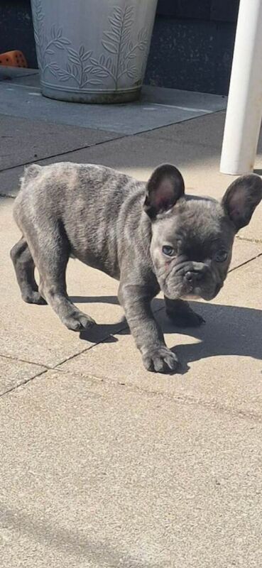 Kennel Club Registered French Bulldog Puppies For Sale
