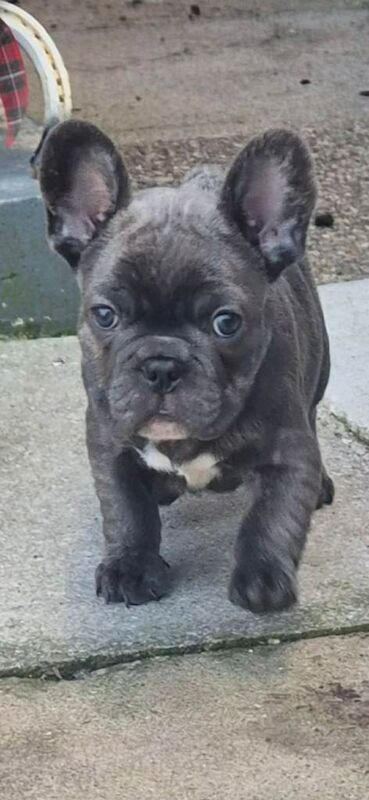 frenchie puppy - Image 2 of 3