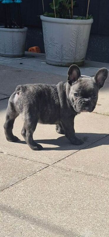 frenchie puppy - Image 3 of 3