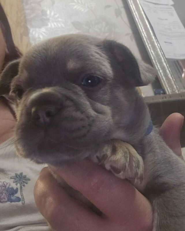 Frenchie puppy’s - Image 3 of 5