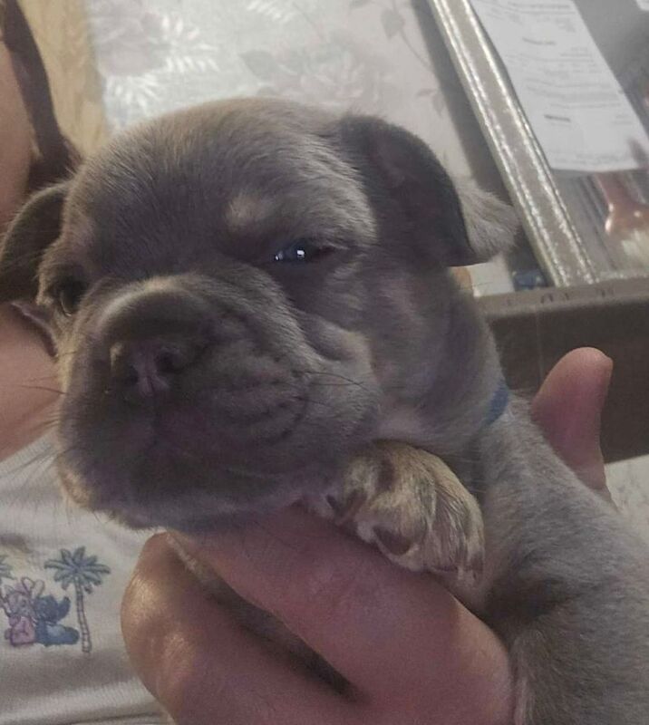 Frenchie puppy’s - Image 4 of 5