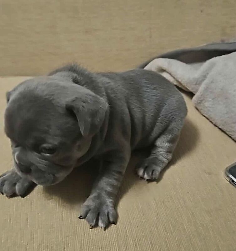 Frenchie puppy’s - Image 5 of 5