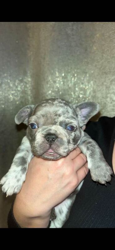 French Bulldog puppies for sale in Bristol – KC registered, 5 weeks old - Image 4 of 4