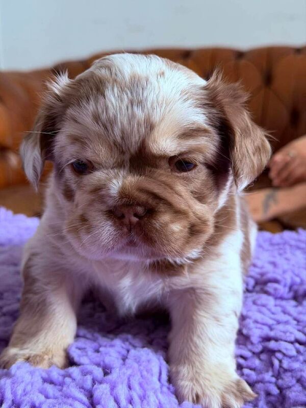 Kennel Club Registered French Bulldog Puppies For Sale
