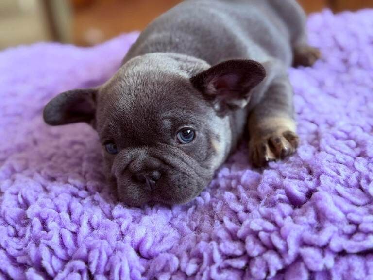 Frenchie puppy’s - Image 2 of 5