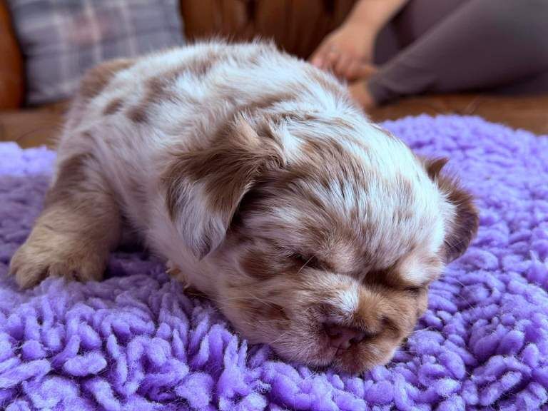 Frenchie puppy’s - Image 3 of 5
