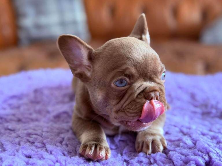 Frenchie puppy’s - Image 4 of 5