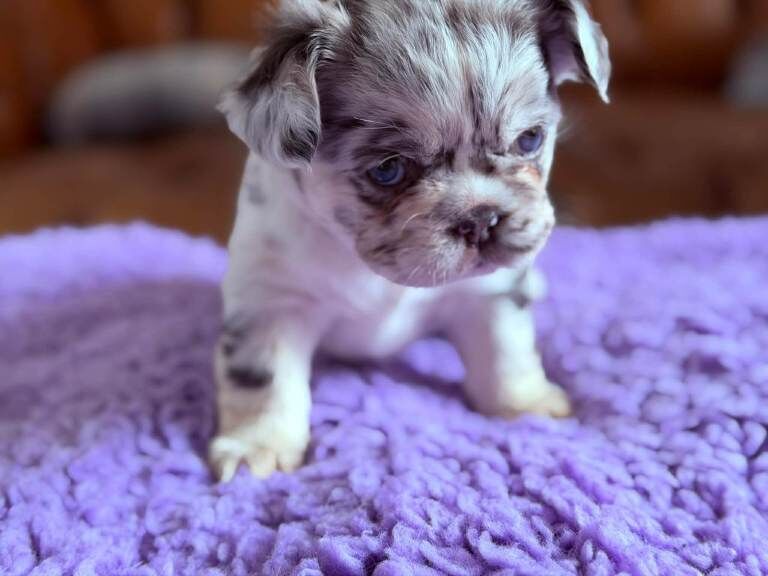 Frenchie puppy’s - Image 5 of 5