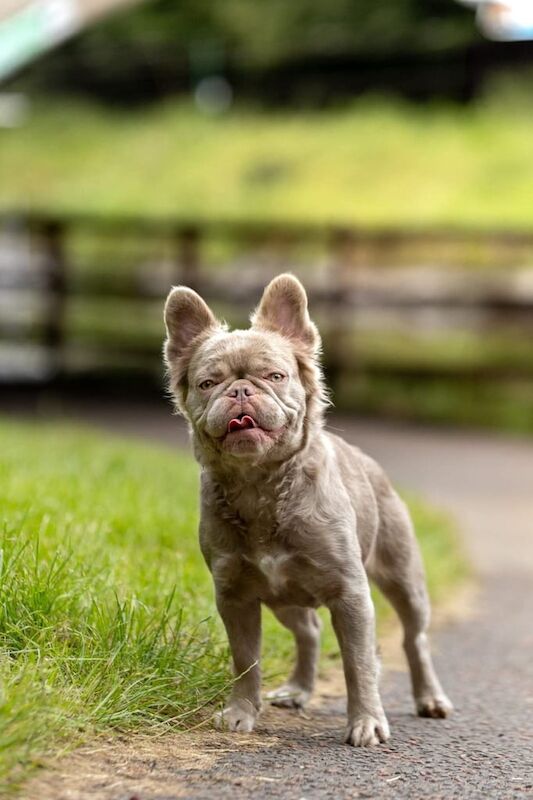 Frenchie Pups. £1000 each - Image 2 of 3
