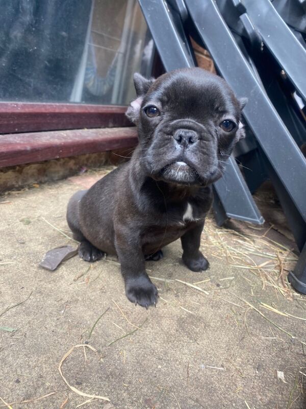 Frenchie pups for sale in West midlands | Image 1