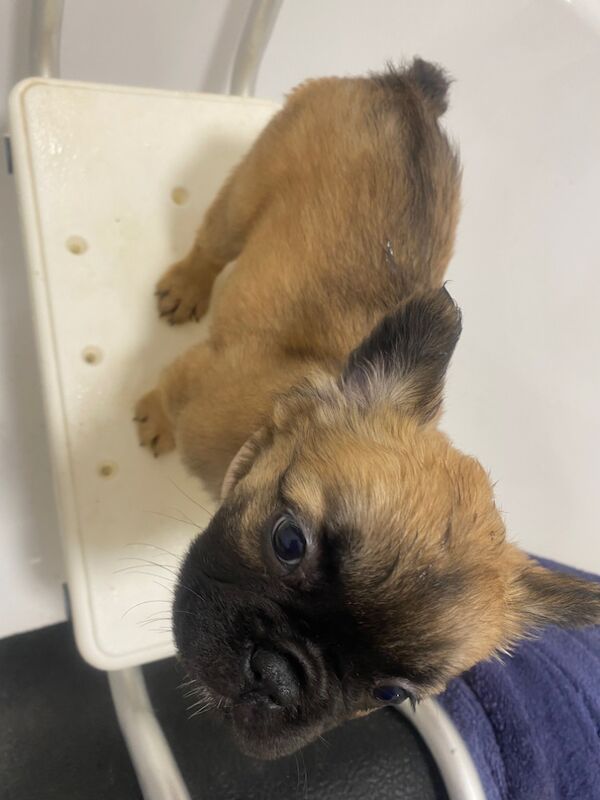 Frenchie pups for sale in West midlands | Image 2