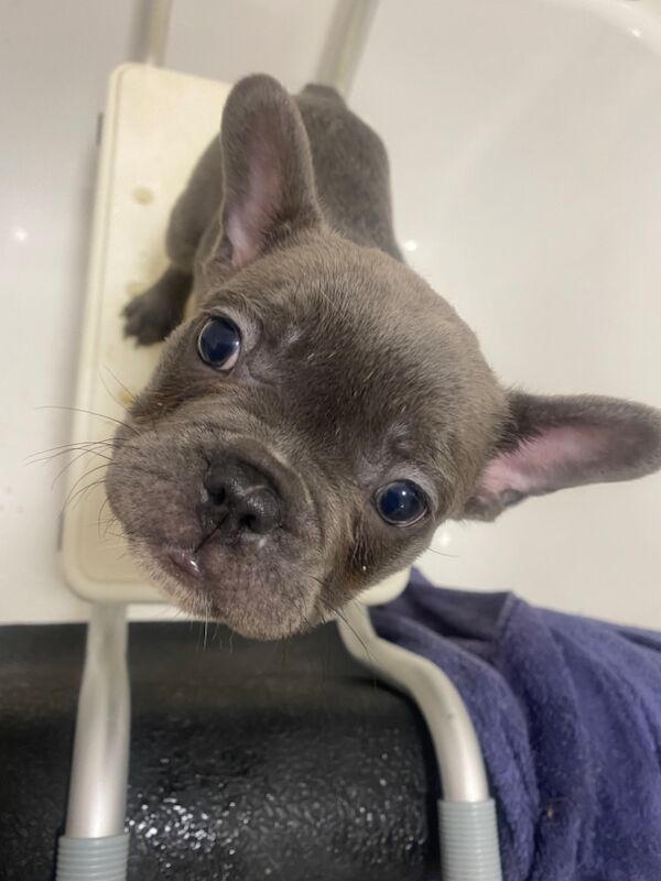 Frenchie pups for sale in West midlands | Image 3