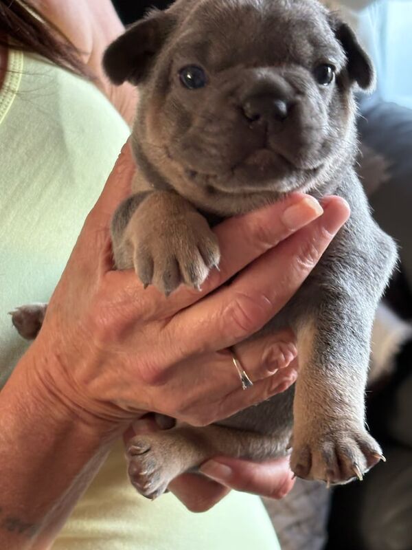 French Bulldog puppies for sale in Kirkcaldy, Fife – 5 weeks old