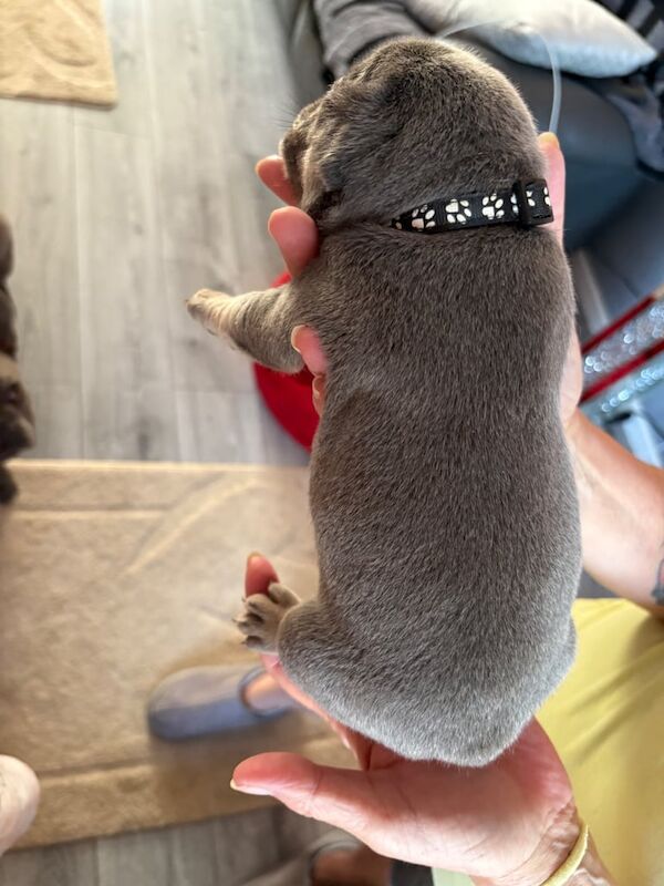 French Bulldog puppies for sale in Kirkcaldy, Fife – 5 weeks old - Image 2 of 3