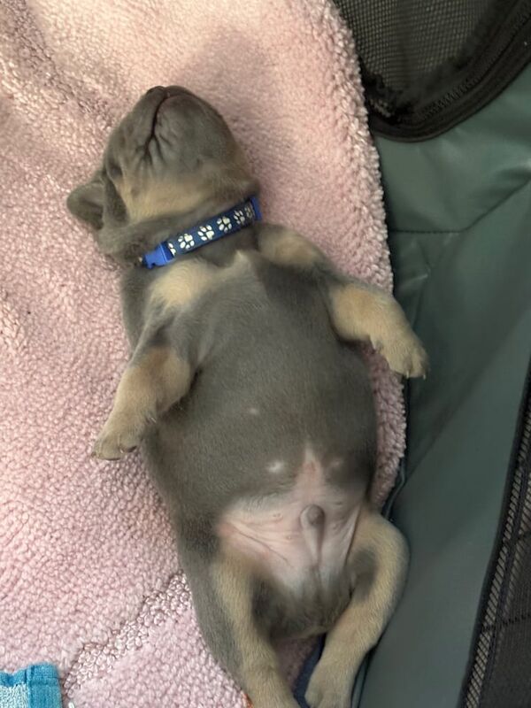 French Bulldog puppies for sale in Kirkcaldy, Fife – 5 weeks old - Image 3 of 3