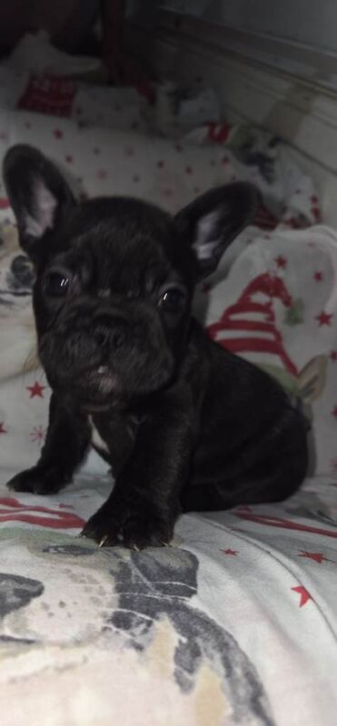 Frenchie pups - Image 3 of 6