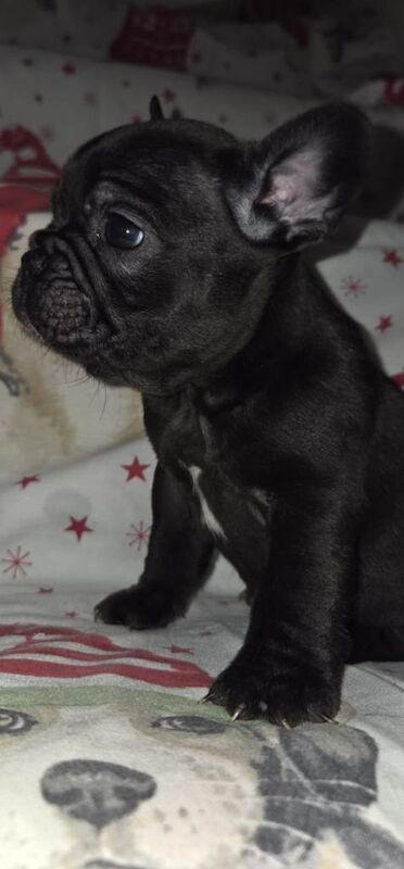 Frenchie pups - Image 4 of 6