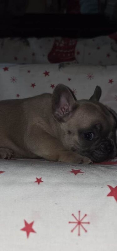 Frenchie pups - Image 5 of 6