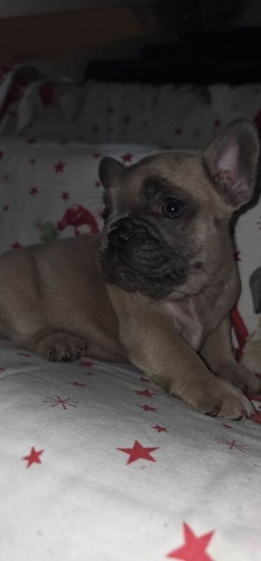 Frenchie pups - Image 6 of 6