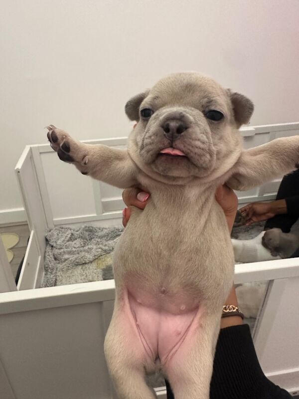 Frenchie pups for sale in Islington, Greater London | Image 1