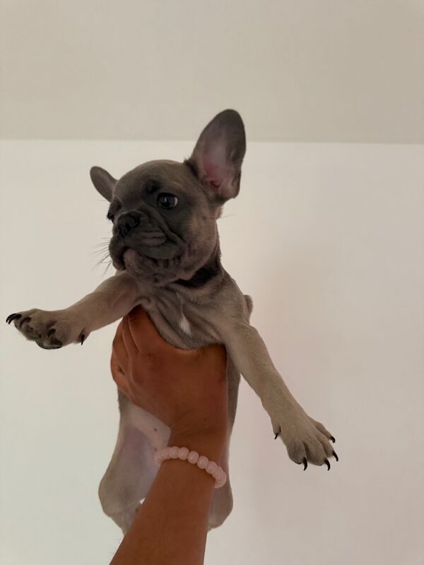 Frenchie pups for sale in Islington, Greater London | Image 2