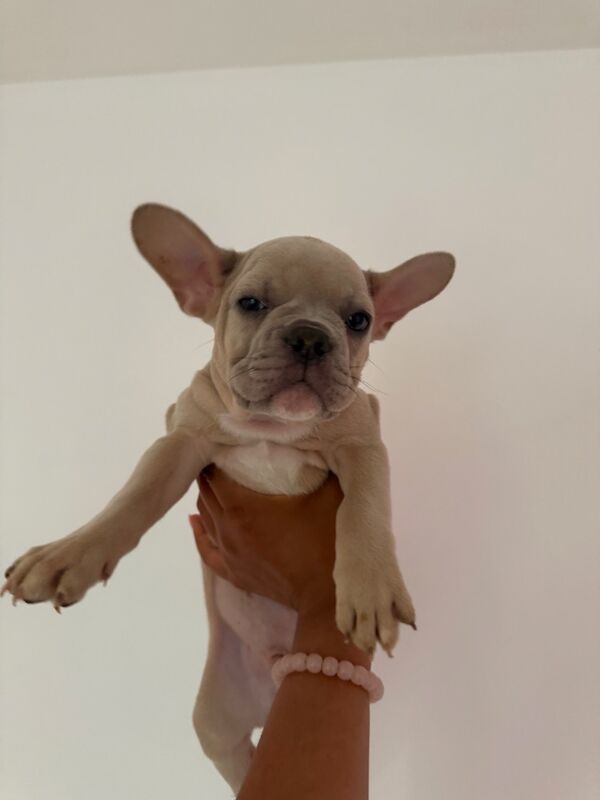 Frenchie pups for sale in Islington, Greater London | Image 3