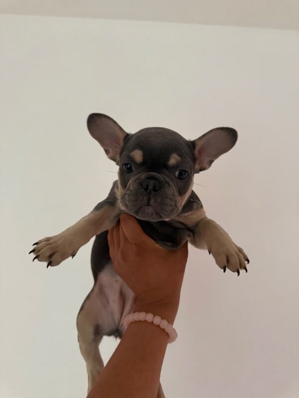 French Bulldog puppies for sale in Islington, Greater London – 8 months old - Image 4 of 7
